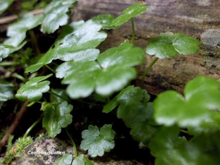 Centella (Centella)