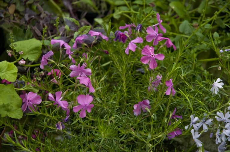 Centradenia (Centradenia)