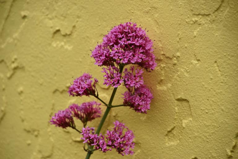 Centranthe (Centranthus)