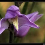 Céphalanthère (Cephalanthera)