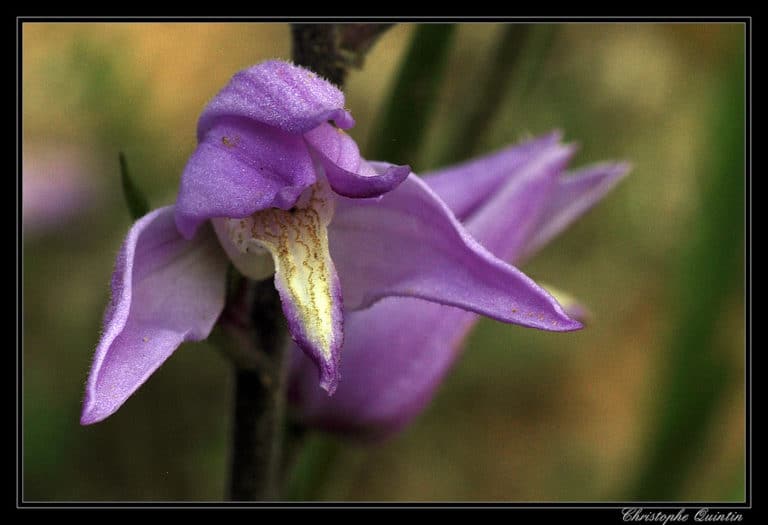 Céphalanthère (Cephalanthera)