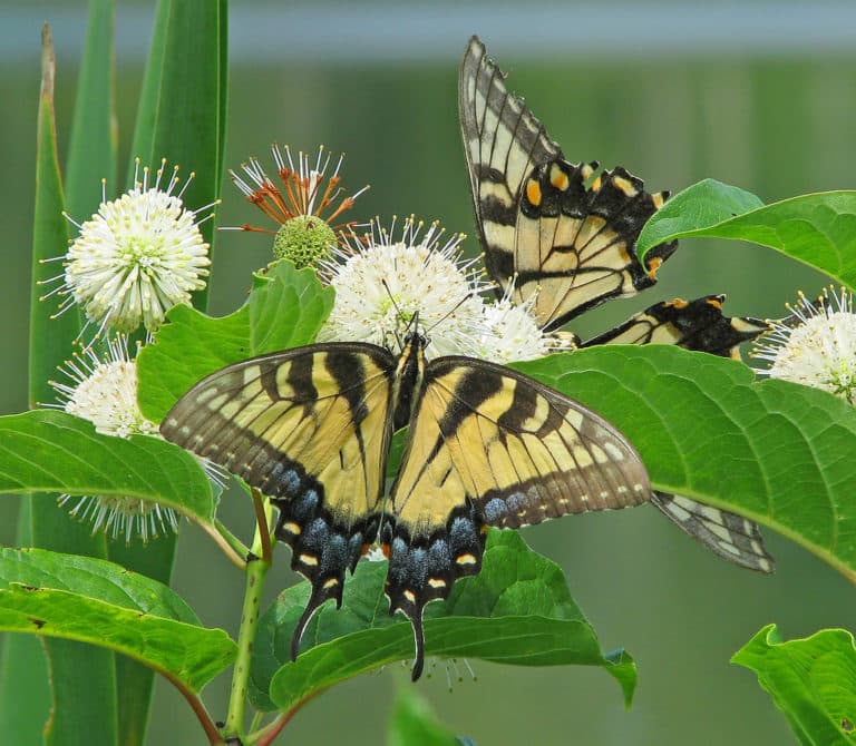 Cephalanthe (Cephalanthus)