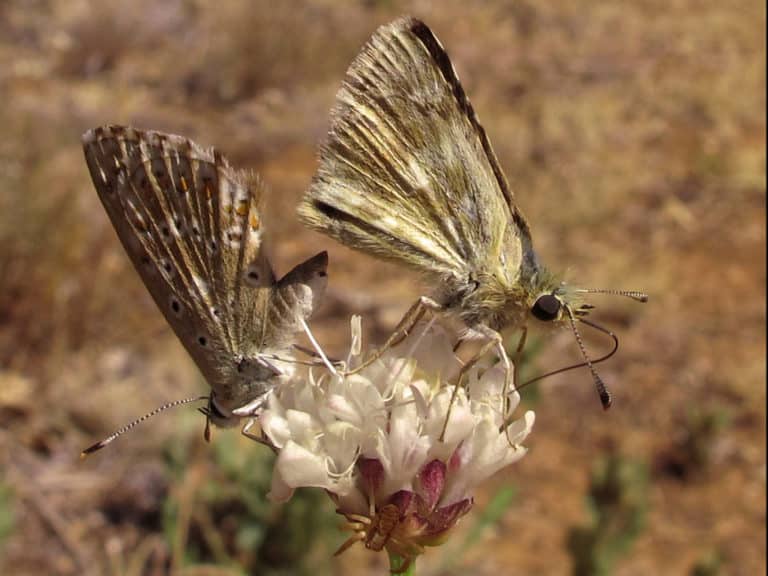 Cephalaria (Cephalaria)