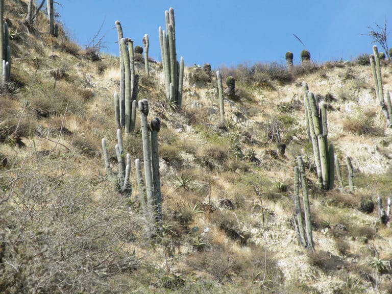 Cephalocereus (Cephalocereus)