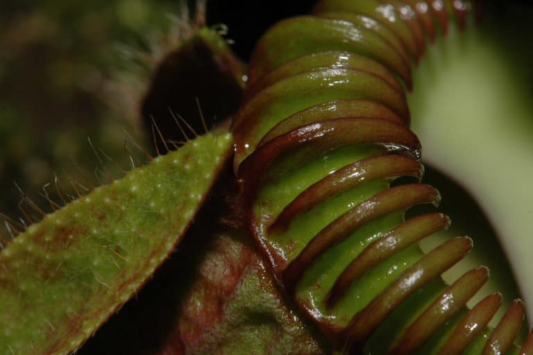 Cephalotus (Cephalotus)