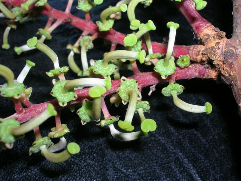 Ceratonia (Ceratonia)