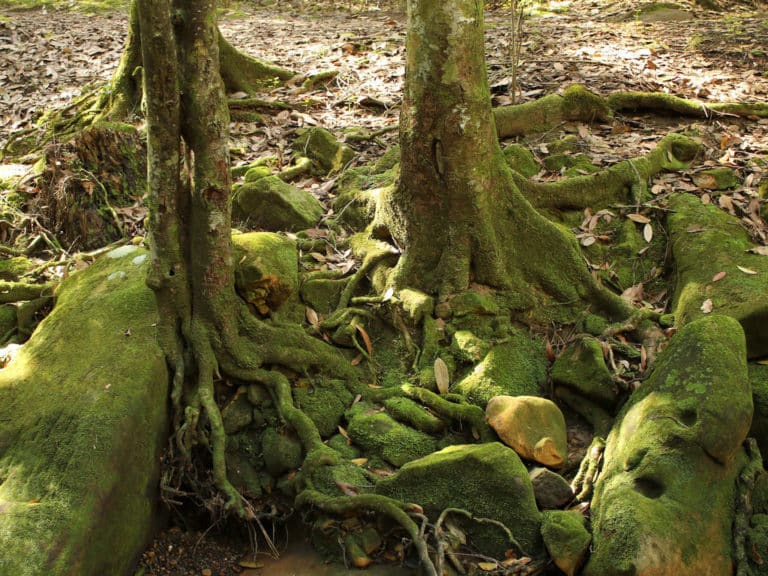 Ceratopetalum (Ceratopetalum)