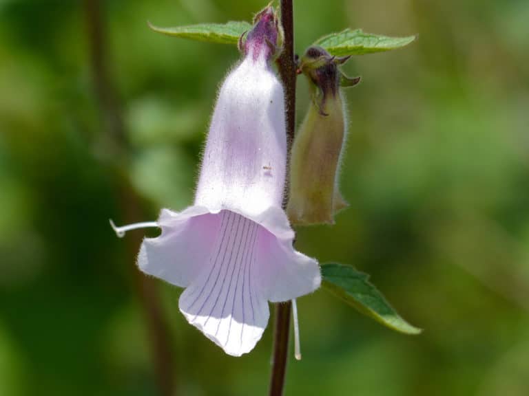 Ceratotheca (Ceratotheca)