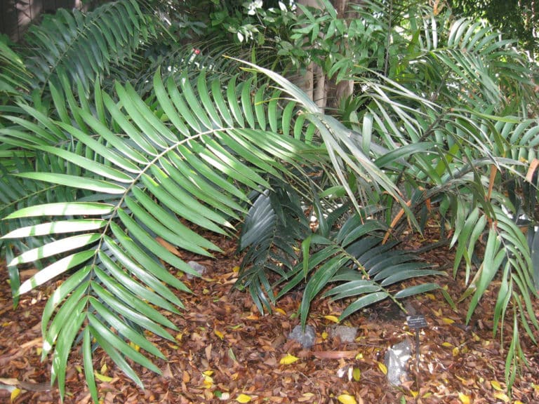Ceratozamia (Ceratozamia)