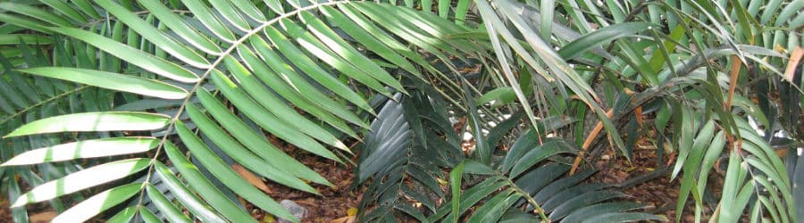 Ceratozamia