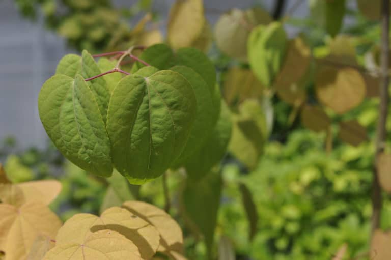 Cercidiphyllum (Cercidiphyllum)
