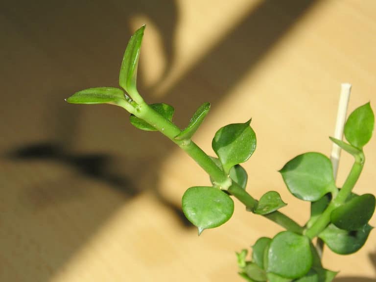 Ceropegia (Ceropegia)