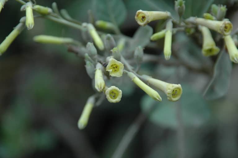 Cestrum (Cestrum)