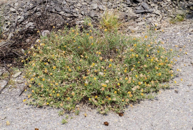 Cevallia (Cevallia)