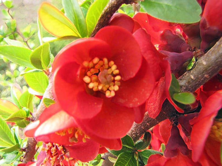 Cognassier du Japon (Chaenomeles)