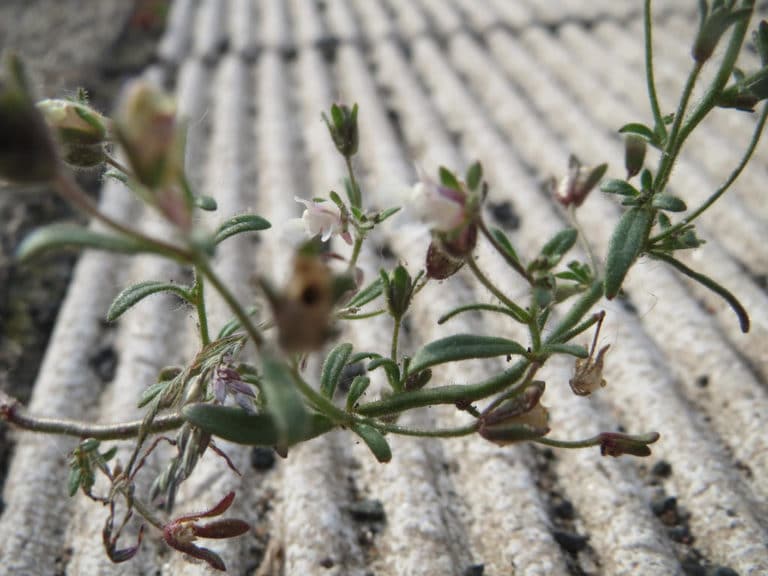 Chaenorhinum (Chaenorhinum)