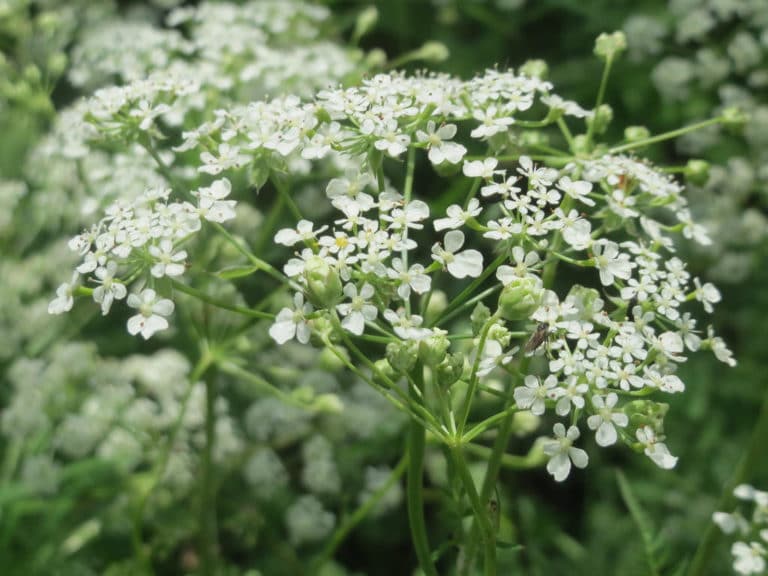 Chaerophyllum (Chaerophyllum)