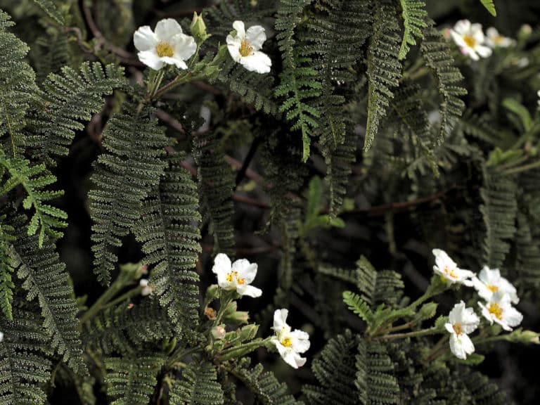 Chamaebatia (Chamaebatia)