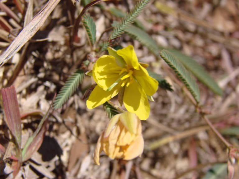 Chamaecrista (Chamaecrista)