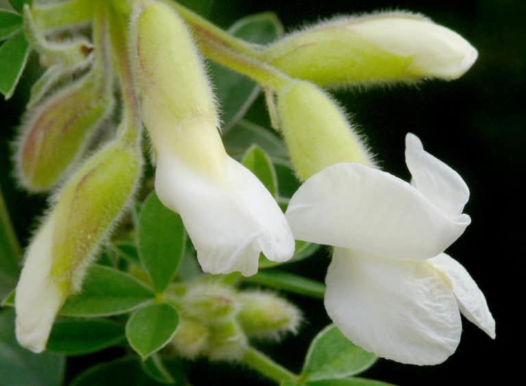 Chamaecytisus (Chamaecytisus)