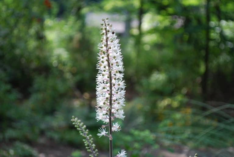 Chamaelirium (Chamaelirium)
