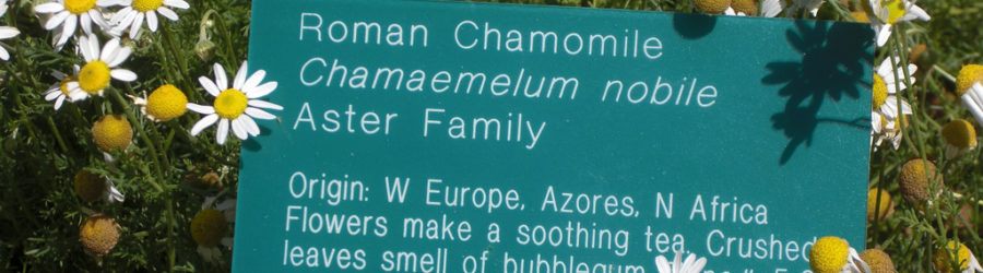 Chamaemelum
