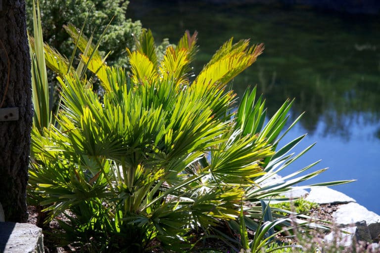 Chamaerops (Chamaerops)