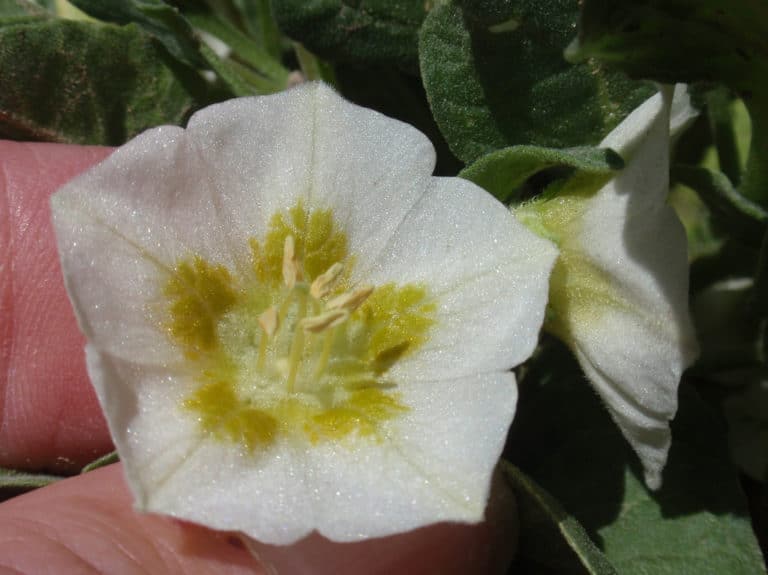 Chamaesaracha (Chamaesaracha)