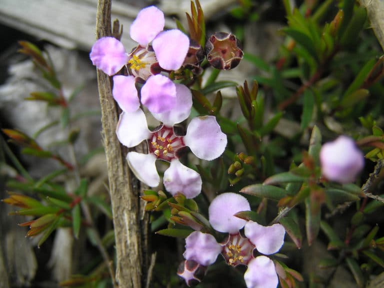 Chamelaucium (Chamelaucium)