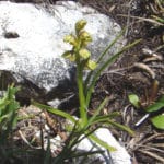 Chamorchis