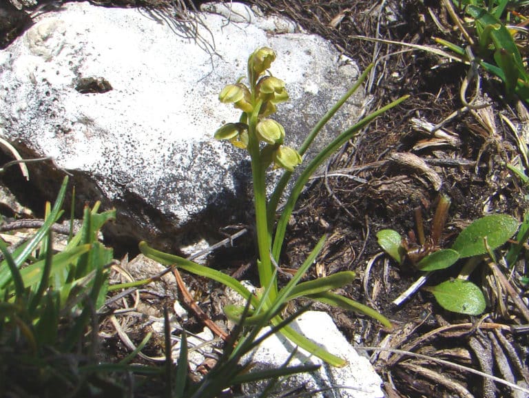 Chamorchis (Chamorchis)