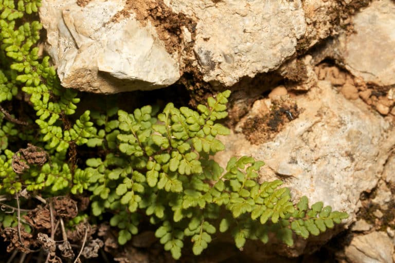 Cheilanthes (Cheilanthes)