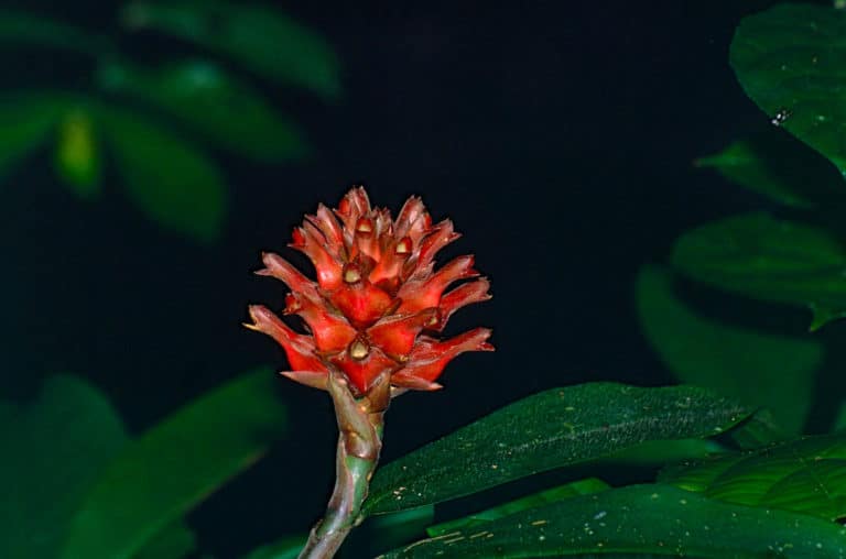 Cheilocostus (Cheilocostus)