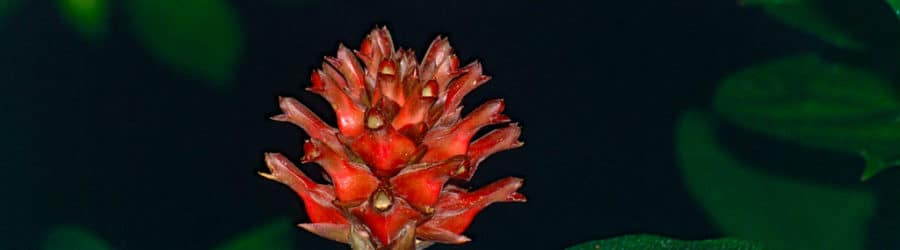 Cheilocostus