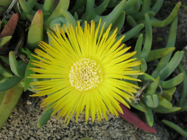 Cheiridopsis (Cheiridopsis)