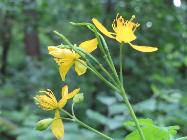 Chelidonium (Chelidonium)