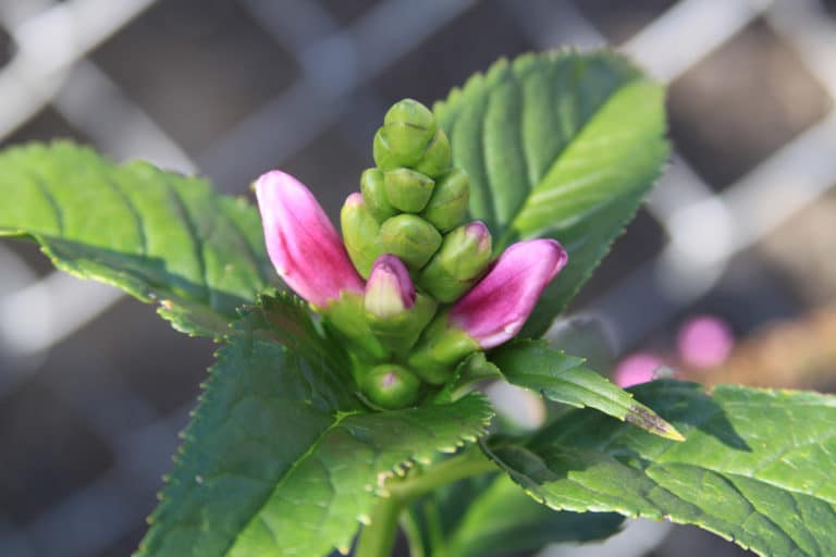 Chélone (Chelone)
