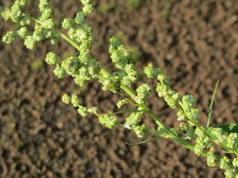 Chénopode (Chenopodium)