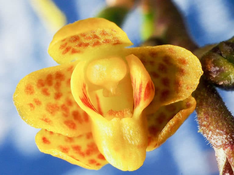 Chiloschista (Chiloschista)