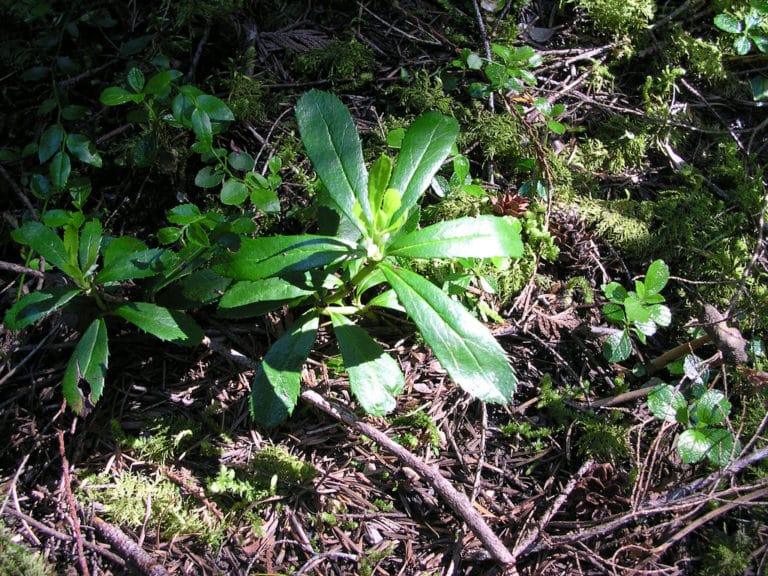 Chimaphila (Chimaphila)