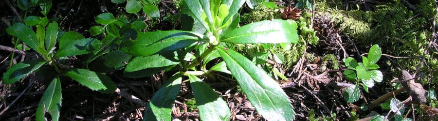 Chimaphila