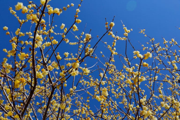 Chimonanthe (Chimonanthus)