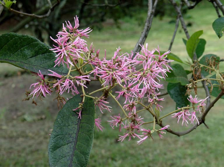 Chionanthus (Chionanthus)