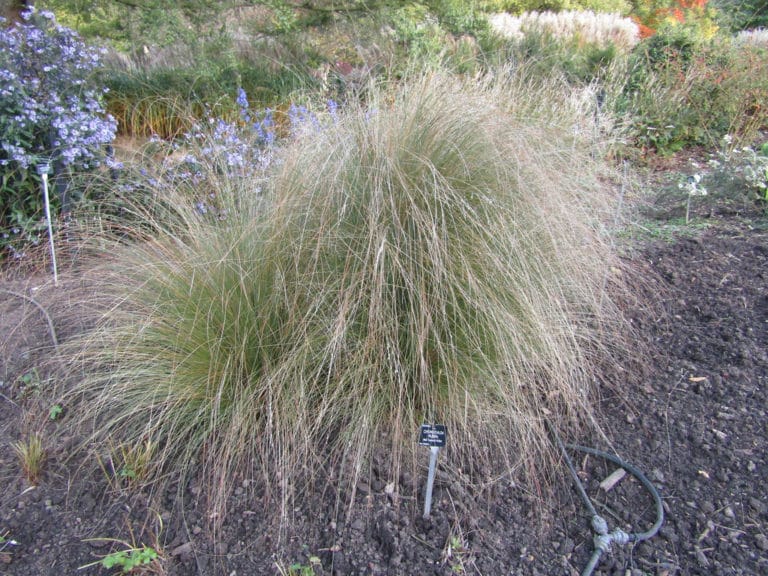 Chionochloa (Chionochloa)