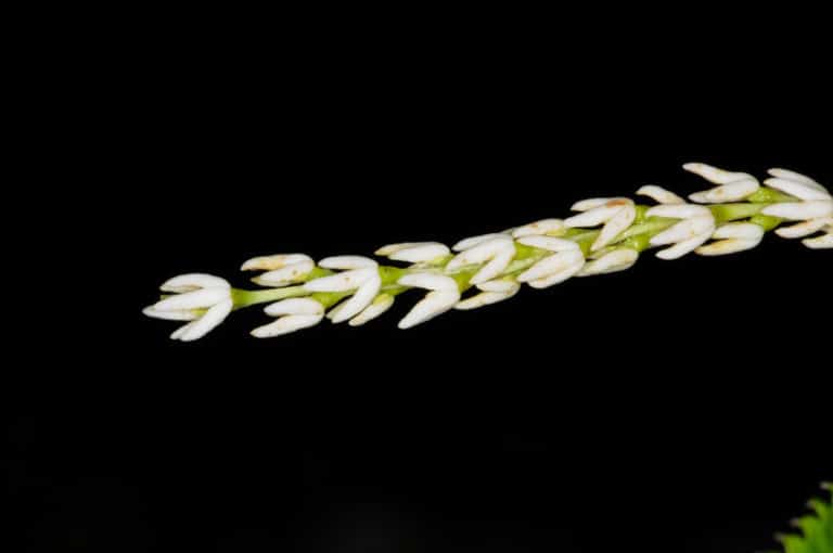 Chloranthus (Chloranthus)