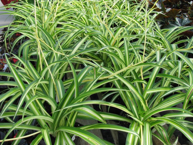 Chlorophytum (Chlorophytum)