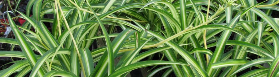 Chlorophytum