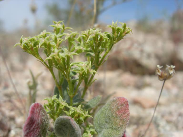 Chorizanthe (Chorizanthe)