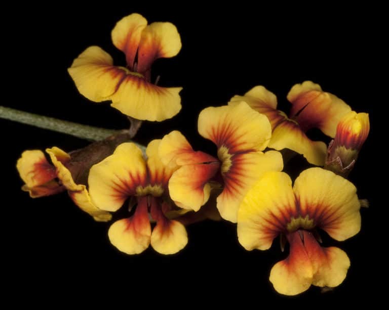 Chorizema (Chorizema)