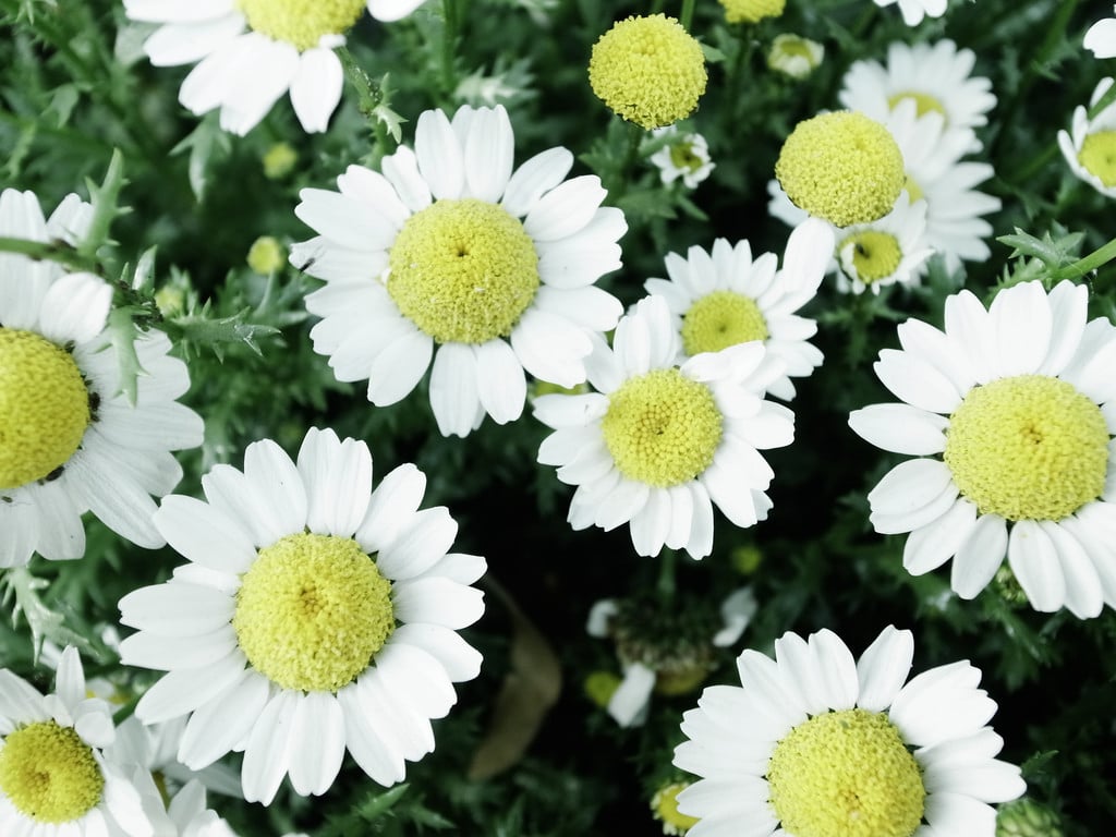 Chrysanthème (Chrysanthemum)